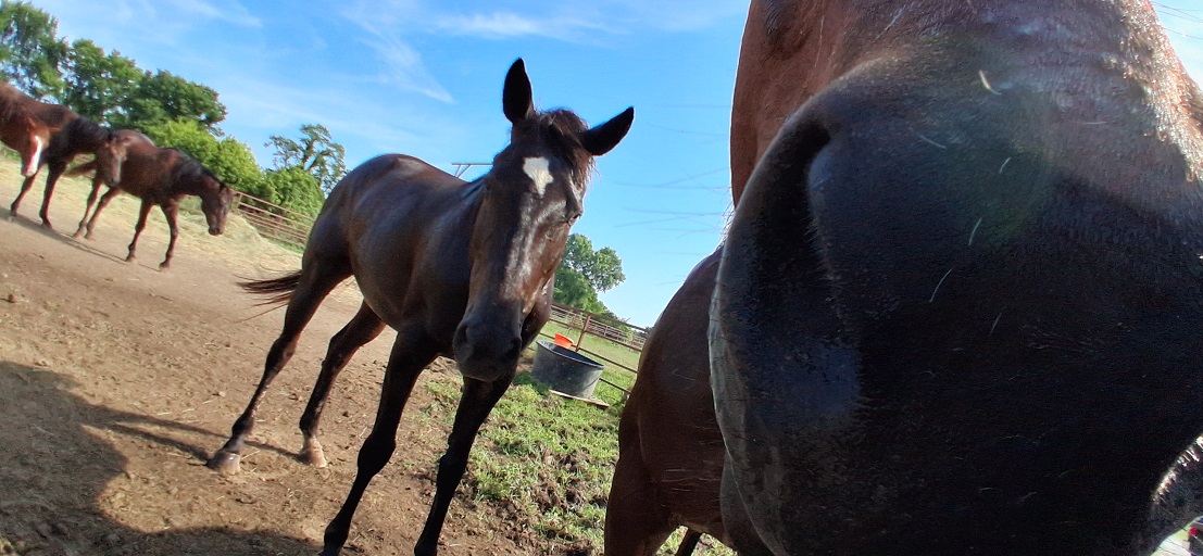 Equus Rescue
