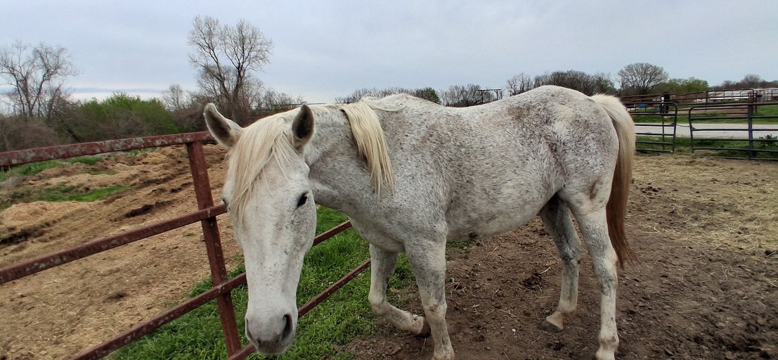 Equus Rescue