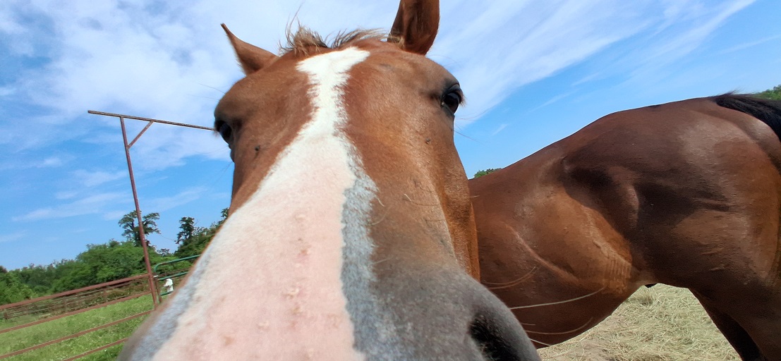 Equus Rescue